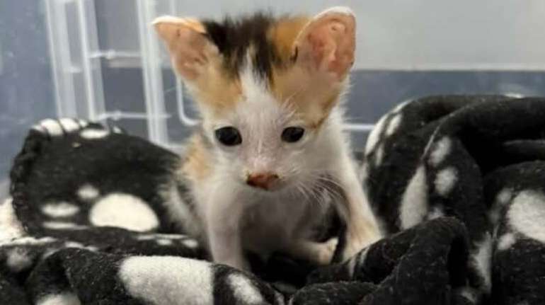 Bounty foi um dos gatos diagnosticados com panleucopenia que morreram