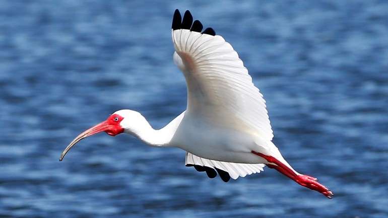 As aves diversificaram-se em mais de 10 mil espécies