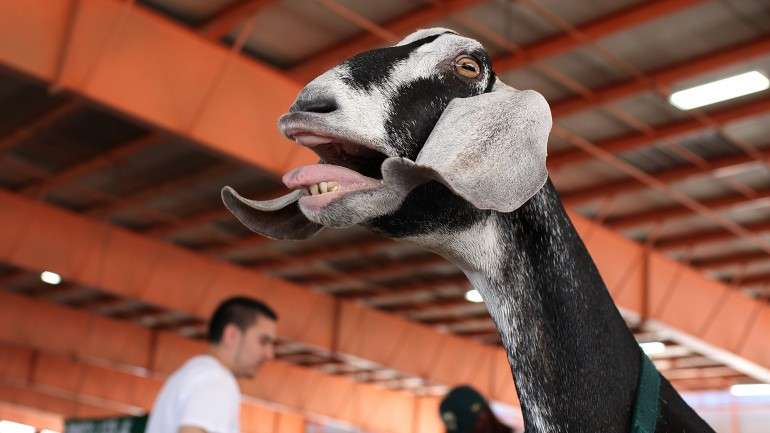 Os berros das cabras tornaram-se vídeos virais no youtube