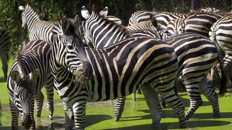 Cada espécie tem uma padrão de riscas característico