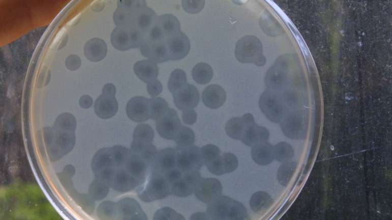 Estafilococos são um dos tipos de bactérias contra as quais o antibiótico teixobatina é eficaz
