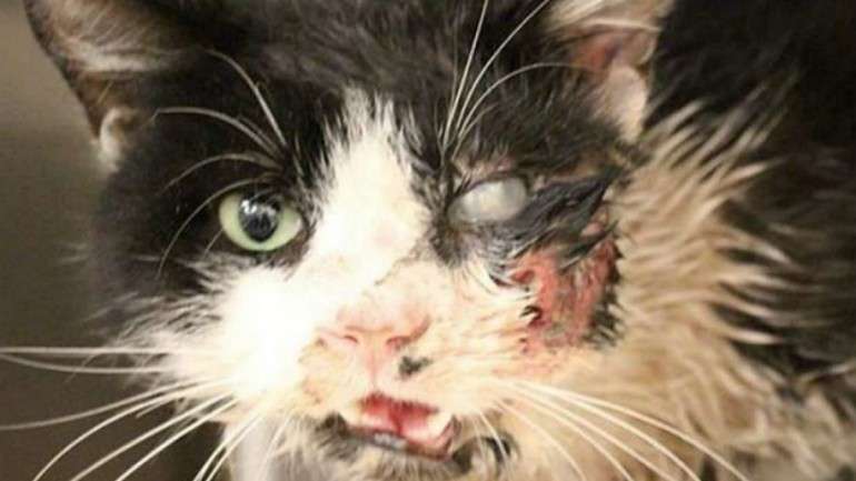 Bart já está a ser tratado na Humane Society de Tampa Bay, na Flórida