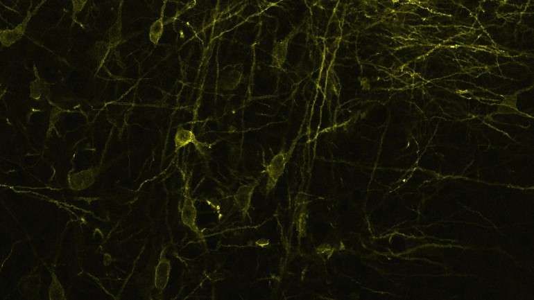 A serotonina é produzida por neurónios de uma área específica do cérebro