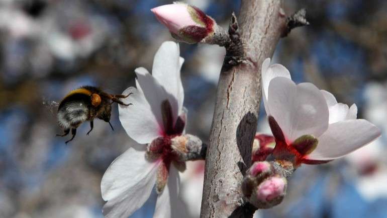 Serão quatro fins-de-semana com as amendoeiras em flor