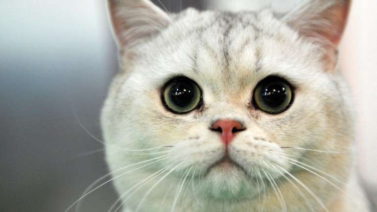 Os gatos sentem-se confortáveis em espaços fechados
