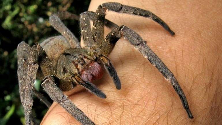 Phoneutria nigriventer