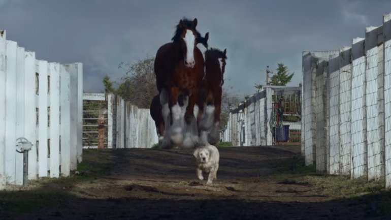 Um cão e vários cavalos são as estrelas da Budweiser. Amigos, claro, ou seja, &quot;buds&quot;