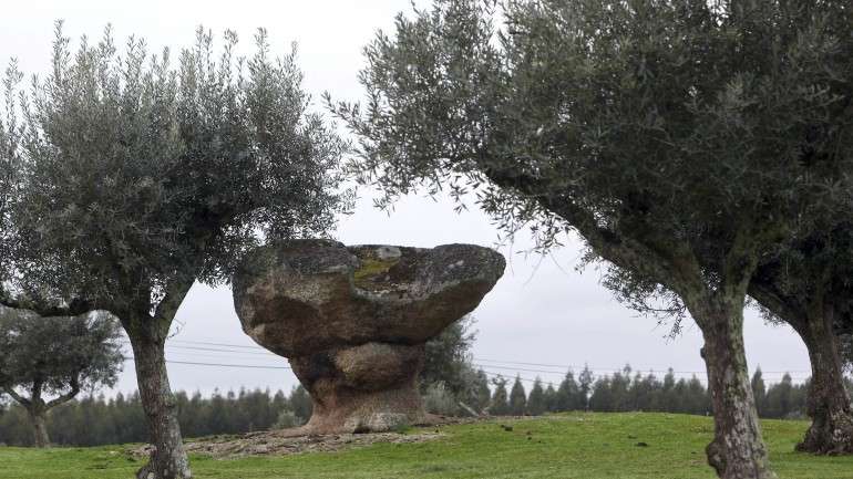 Xylella fastidiosa também ataca vinhas e citrinos e para já ainda não foi encontrado tratamento