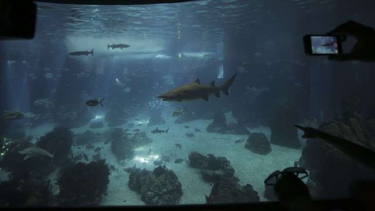 Para o Oceanário de Lisboa o Estado mantém a sua propriedade, mas deverá avançar com um modelo de “concessão"