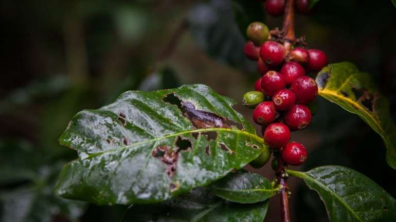 Os grãos de café são as sementes e estão encerradas dentro das bagas da planta