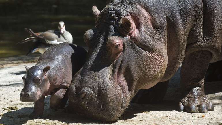 Chama-se Funani, mas ninguém sabe se é macho ou fêmea