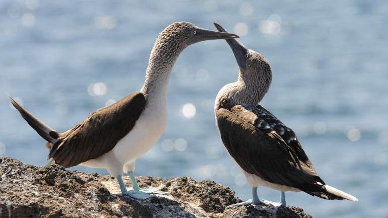 Foram encontradas mais de 100 espécies diferentes de plantas nas aves analisada