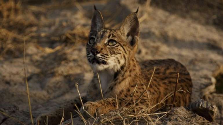 Kayakweru foi um dos seis espécimes de Lince Ibérico que, desde dezembro, foi libertado em Portugal. A fêmea sobreviveu cerca de duas semanas na natureza