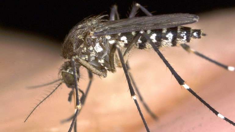 Cada mosquito tem preferências por determinados químicos voláteis lançados pela pele humana