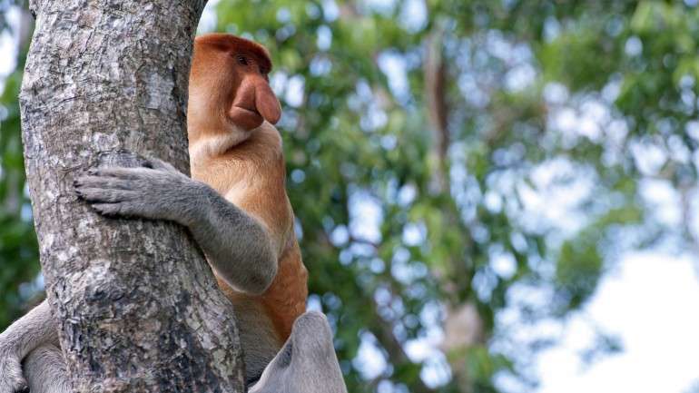 O humano vive ao lado de animais muito especiais. Conheça alguns deles.