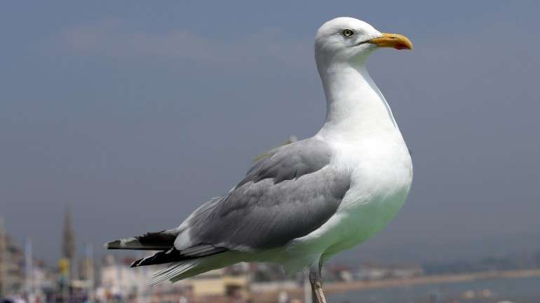 As gaivotas ficam contaminadas com as águas dos esgotos