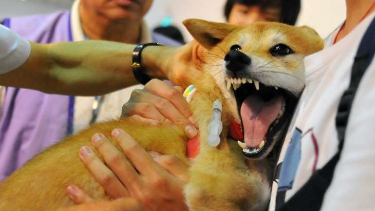 Este caso vem na sequência do surto de raiva animal na cidade de Corumbá