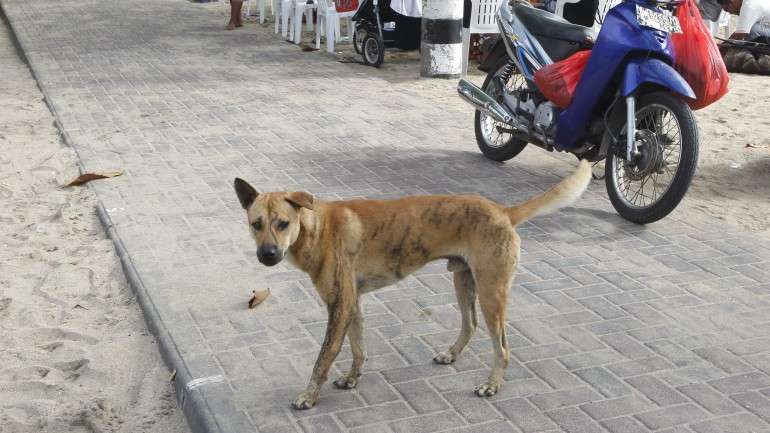 As duas advogadas juntam dinheiro para apoiar as associações de defesa dos animais