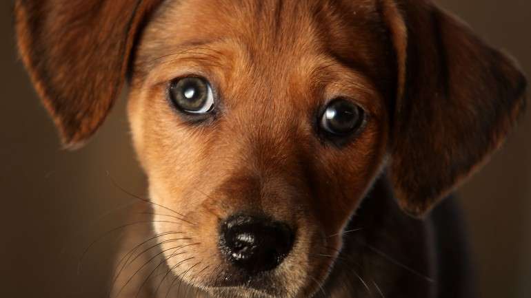 A oxitocina é a hormona que fortalece os laços entre cães e humanos