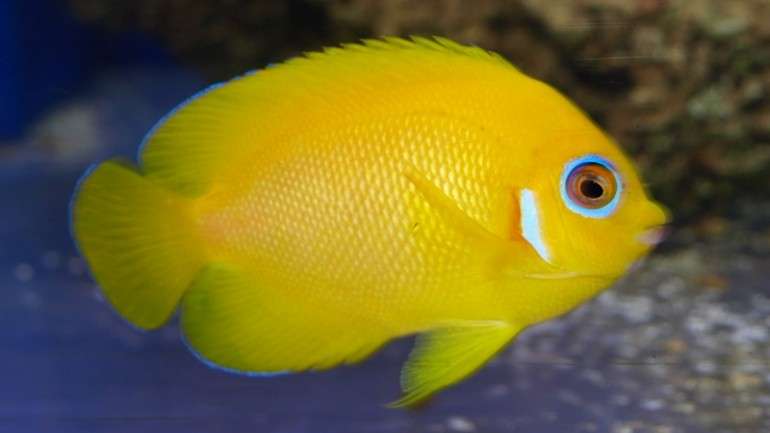 O peixe limão é originário do Japão