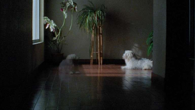Lucky é um cão espanhol e interpreta Dixie na história "Os Donos de Dixie" no segundo volume de "As Mil e Uma Noites" de Miguel Gomes