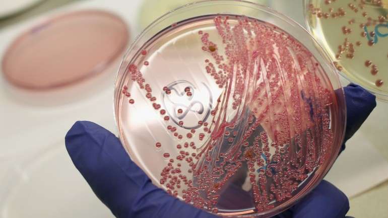 Bactérias Escherichia coli em cultura