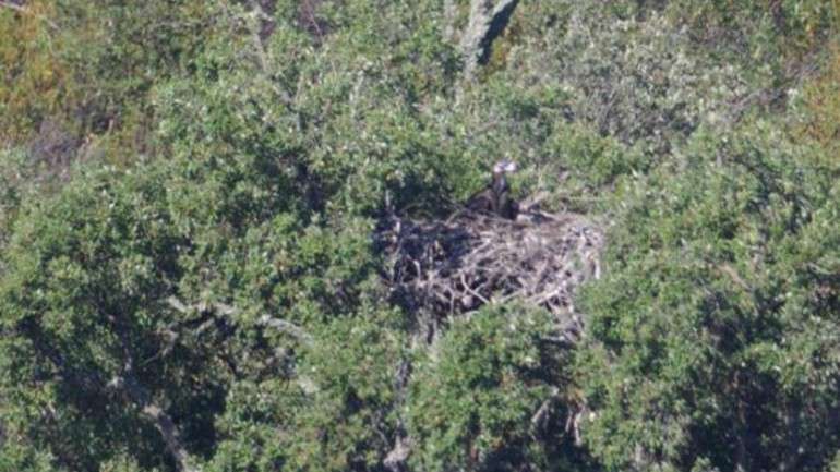 O abutre-preto existe no Douro e Tejo Internacional, mas não nascia nenhum indivíduo no Alentejo há quarenta anos