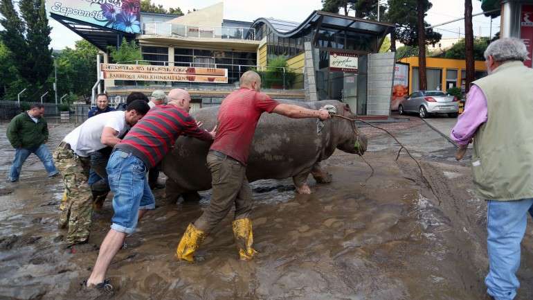 As inundações destruíram parte do jardim zoológico e muitos animais, como leões, tigres e hipopótamos estão à solta nas ruas da capital georgiana