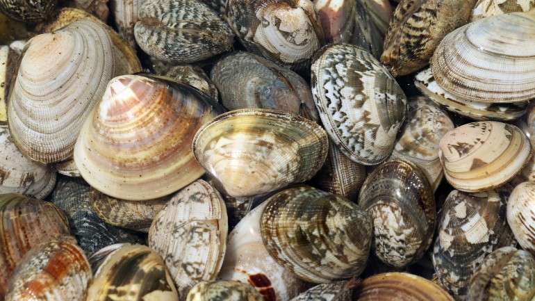 As amêijoas estavam disponíveis para consumo em vários restaurantes no concelho de Almada