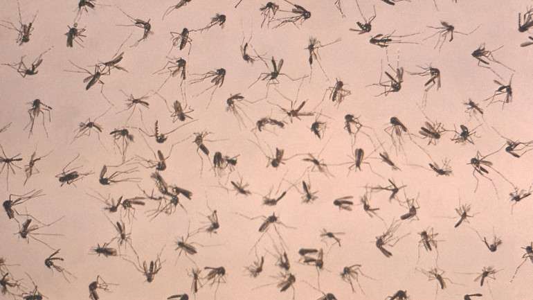 O parasita Plasmodium falciparum é transmitido por mosquitos