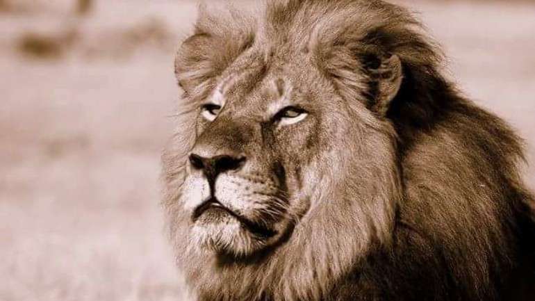 Cecil tinha 13 anos e foi encontrado morto a 1 de julho