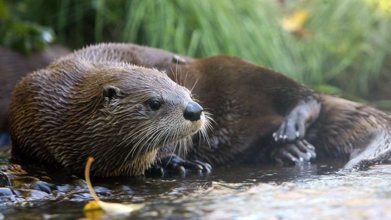 Uma lontra em repouso num parque zoológico norte-americano