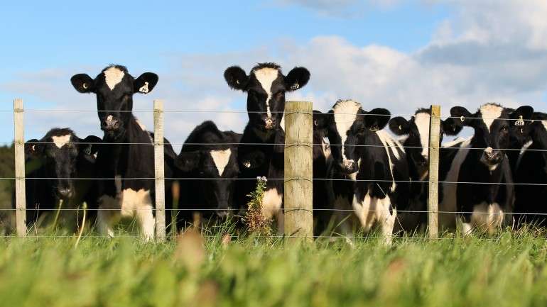 Tendência deve manter-se nos próximos meses, segundo o observatório europeu do mercado de leite