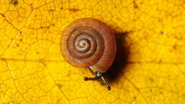 Serralves organiza uma Festa do Outono com direito a passeio pelo parque (e, com sorte, a ver um caracol pôr os corninhos ao sol)