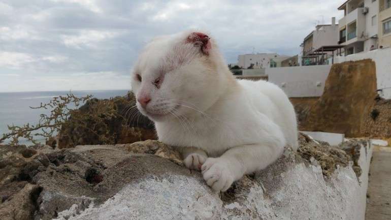 Mr. No Ears nasceu na falésia da praia do Peneco, em Albufeira