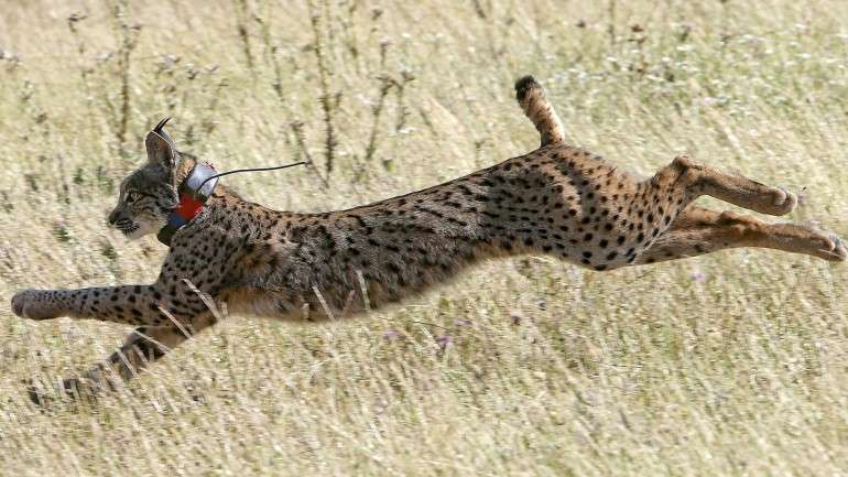 Este lince-ibérico, do programa de reintrodução, foi libertado em Mértola