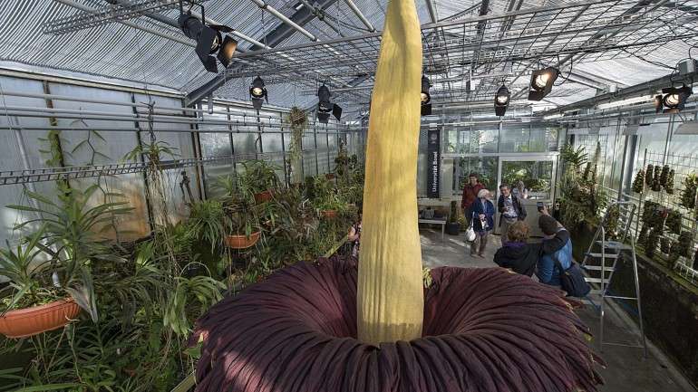 Esta planta é identificável pela sua enorme 'espinha' amarela e pelo seu odor nauseabundo, que serve para atrair insetos polinizadores como as moscas que procuram cadáveres para depositar os seus ovos.