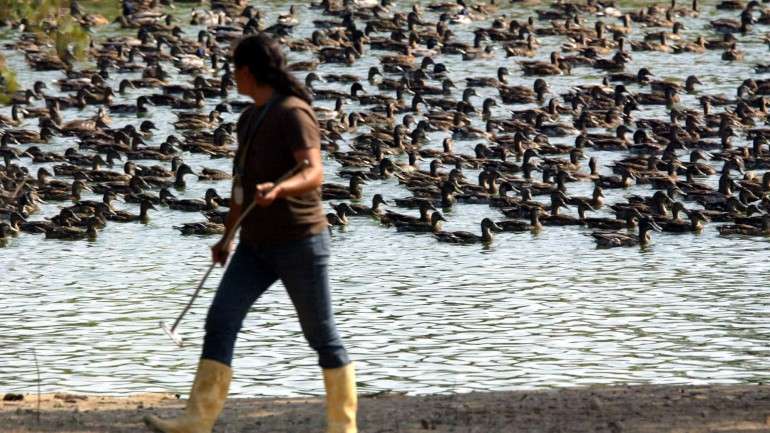 Em abril, a DGAV já tinha levantado a obrigação de confinamento das aves,