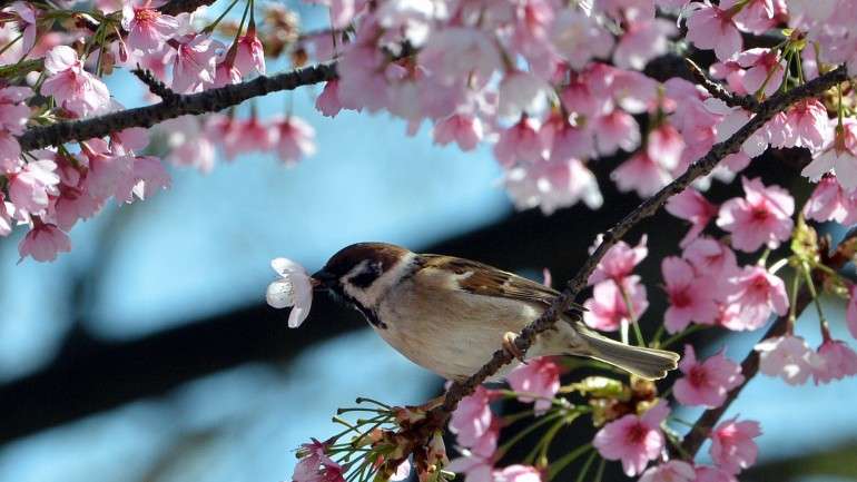 Dia 20 de março é o primeiro dia de primavera em 2016