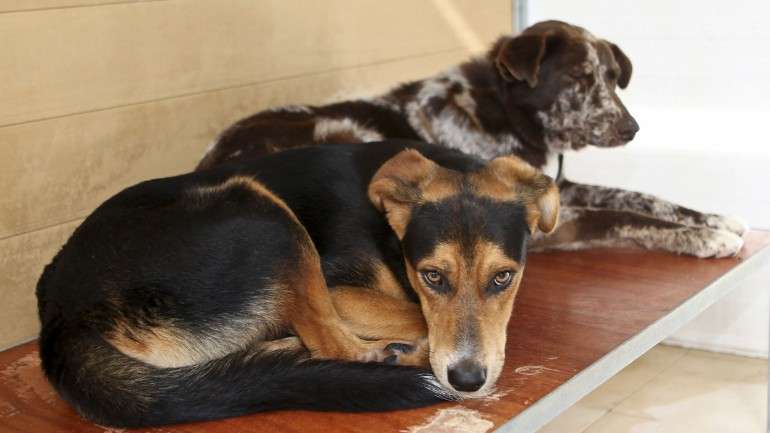 O seu animal pode vir a deixar de ser uma 