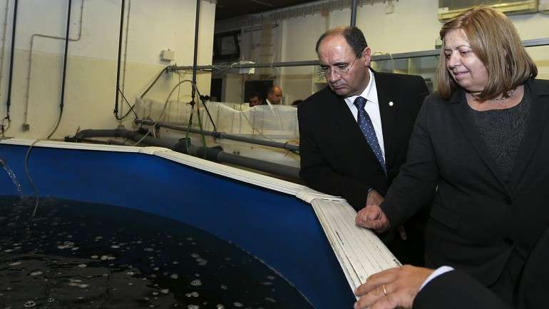 Pescadores poderão capturar 6.900 toneladas de sardinha até agosto deste ano