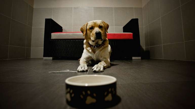 23% dos labradores testados apresentavam a mutação no gene que influencia o peso e apetite dos cães