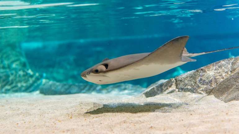 Um exemplar de uma raia manta no Aquário de Ripley em Toronto, no Canadá