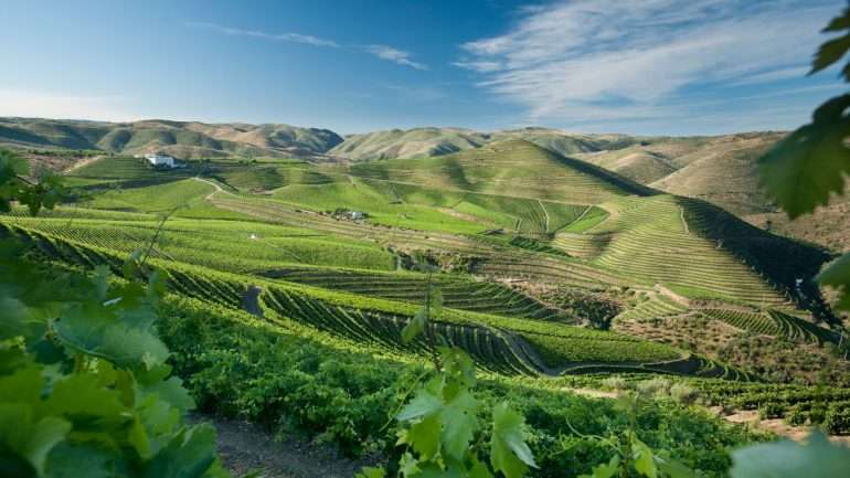 O Barca Velha nasce a partir de uvas selecionadas que crescem na Quinta da Leda, no Douro.