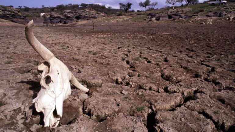 Entre 2020 e 2023, milhões de animais morreram na região que se estende do Quénia a partes da Etiópia e da Somália