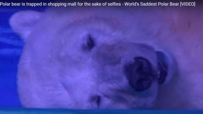 O urso polar chamado "Pizza", no Aquário Grandview. Créditos: captura de ecrã de vídeo disponível no canal "all around the web" no YouTube