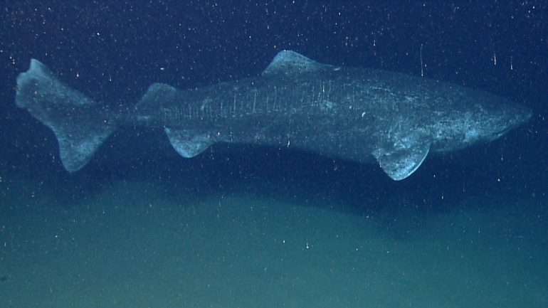 O estudo revela que o animal vertebrado mais velho do mundo, um dos analisados pela equipa, terá entre 272 e 512 anos de idade, e a equipa aponta para os 392 anos como a idade mais provável