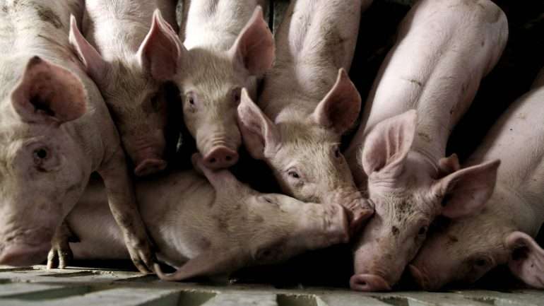 Já para alternativas mais modernas ou estranhas a disponibilidade não é a mesma pois 80% não estão dispostos a introduzir insetos e minhocas processados nas suas refeições nem a consumir carne de animais clonados