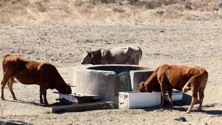 Animais em risco de morrer à sede