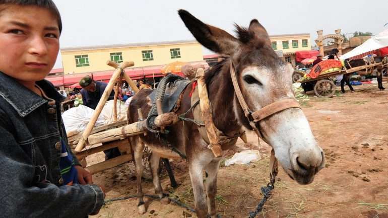 O ejiao, usado pela medicina tradicional chinesa, é feito a partir da pele do burro